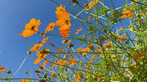 Golden cosmos Stock Footage 243788513