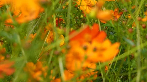 Golden cosmos Stock Footage 244458058