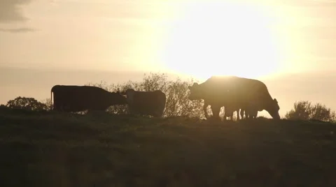 Golden cows on a hill silhouetted by the setting sun Stock Footage 59872038