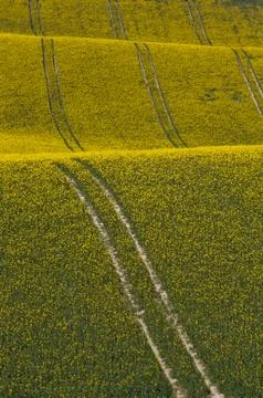 Golden crops Stock Photos