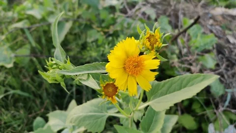 Golden crown beard plant Stock Footage 271521248
