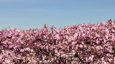 Golden crowned parakeets perched on silk floss tree Stock Footage 330125339