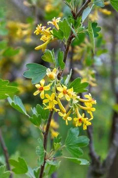 Golden currant Stock Photos