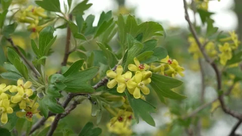 Golden Currant (Ribes aureum) Blossoms in Park Setting Stock Footage 335230641