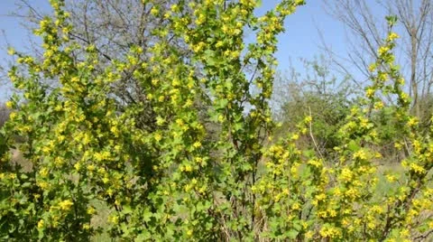 Golden currant (Ribes aureum) Stock Footage 12678652
