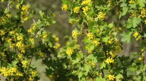 Golden currant (Ribes aureum) Stock Footage 12678695