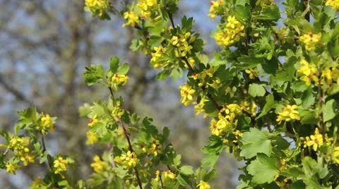Golden currant (Ribes aureum) Stock Footage 12678722