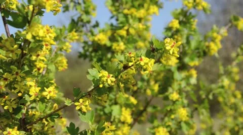 Golden currant (Ribes aureum) Stock Footage 12678762