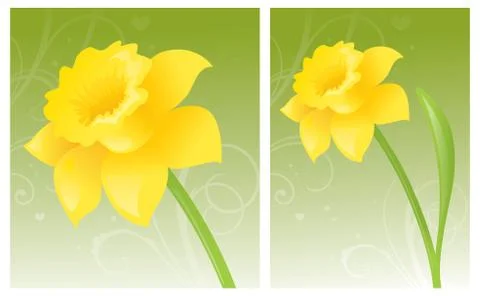 Golden daffodil Stock Illustration