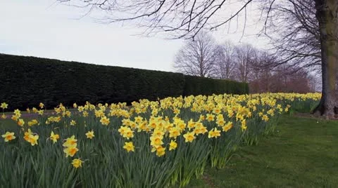 Golden Daffodils Vídeos de archivo 10888194