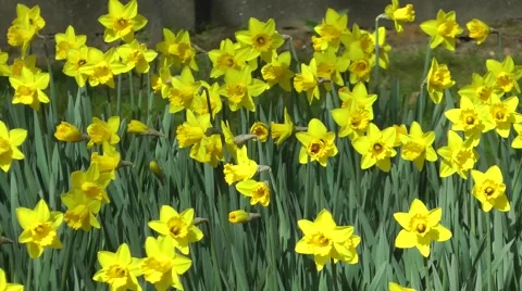 Golden daffodils swaying in breeze spring sunshine Stock Footage 48469084