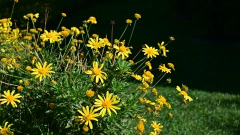 Golden Daisy Bush (Euryops pectinatus) Yellow Flowers Stock Footage 288762996