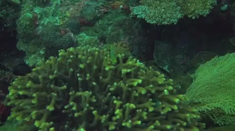 Golden damsel Stock Footage 10736074