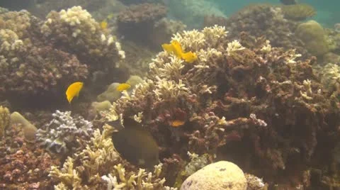 Golden damsel Stock Footage 10736436