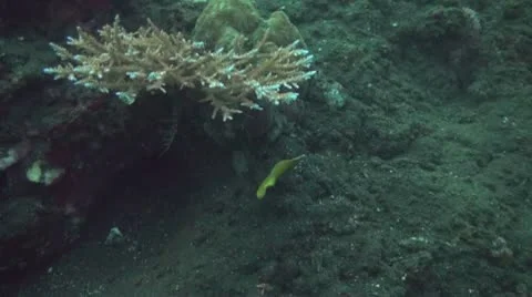 Golden damsel Stock Footage 10737676