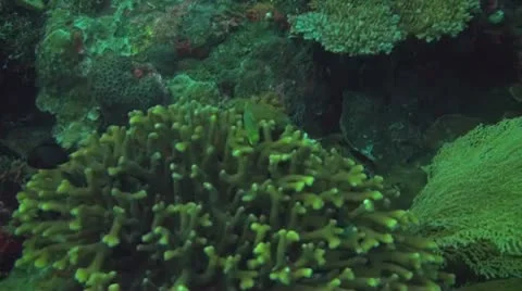 Golden damsel Stock Footage 10737680