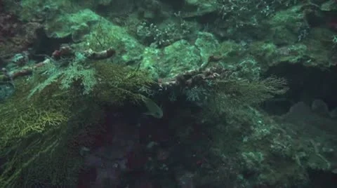 Golden damsel Stock Footage 10737682