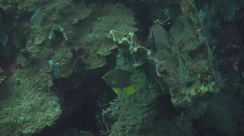 Golden damsel Stock Footage 10737686