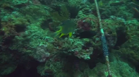 Golden damsel Stock Footage 10737687