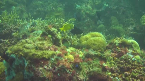 Golden damsel Stock Footage 10737857