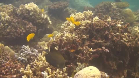 Golden damsel Stock Footage 10737933