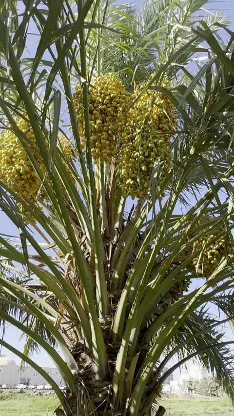 Golden Date Clusters on Palm Tree Under Blue Sky Vídeo Stock 326443623