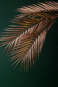 Golden Date Palm Tree Branches Against Emerald Color Background. Luxury Stock Photos