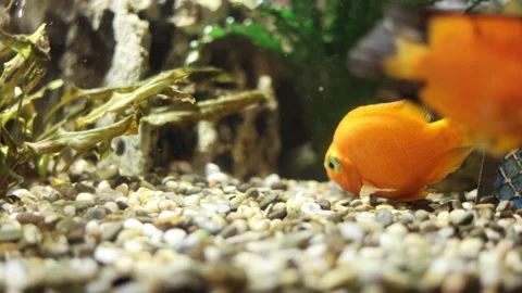 Golden decorative fish in an aquarium on a background of green underwater plants Stock Footage 147144953