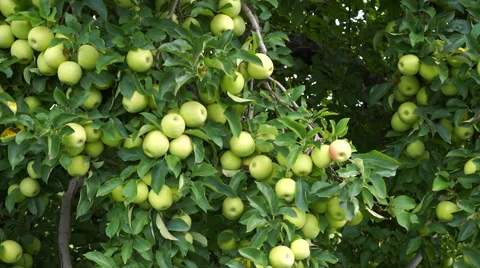 Golden Delicious tree with tons of apples ready to be picked Stock Footage 67886311