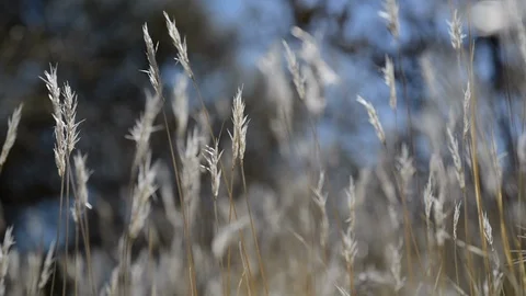 Golden Desert Grass Stock Footage 90111465