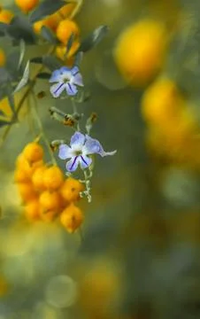 Golden Dewdrops 库存照片
