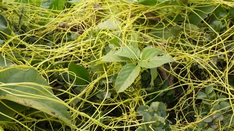 Golden dodder vines entwining Stock-Footage 333415302