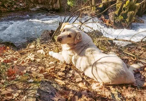Golden Dog with Ear Tag Watching River Rapids in Forest Stock Photos