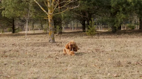 A Golden Dog is joyfully running through a serene forest landscape full of life Stock Footage 305256702