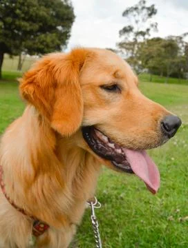 Golden dog in park Stock Photos