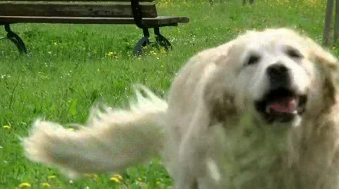 Golden dog run on the grass 動画素材 10957790