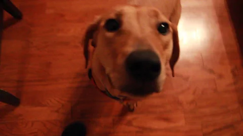 Golden Dog Runs Up To Camera 库存影片 33310184