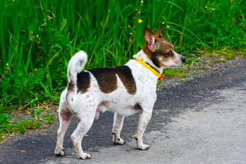 A golden dog without a breed walking along a dirt road Stock Photos