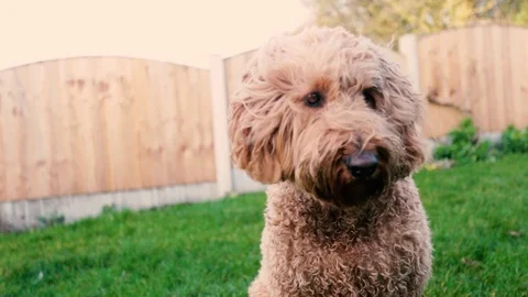 Golden Doodle Dog Stock Footage 101979315
