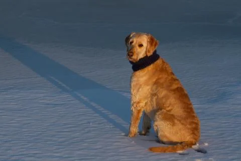 Golden Doodle on Ice Stock Photos