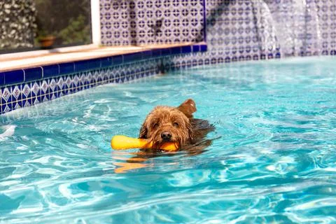 Golden doodle swimming playing fetch in water Stock Photos