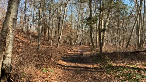 Golden doodle walking on trail Vidéo 170094579
