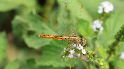 Golden dragonfly Stock Footage 25595520