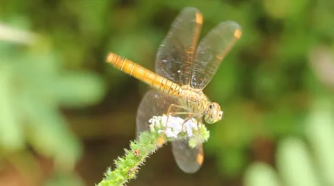 Golden dragonfly Stock Footage 25595693