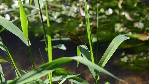 Golden dragonfly on a leave Video stock 77848364