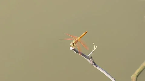 Golden Dragonfly on Twig Stock Footage 341551832