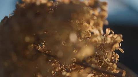 Golden dried hydrangea closeup in evening light, warm bokeh and shallow depth Vídeos de archivo 346398553