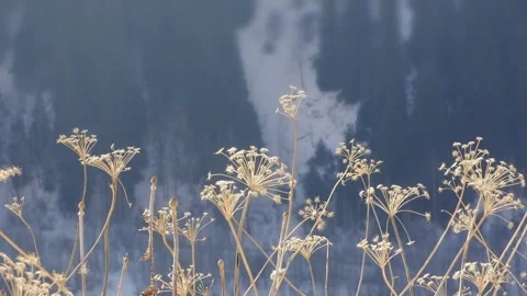 Golden dried stems and delicate inflorescences of umbrella plants Stock Footage 320792128