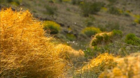 Golden dry grass in the desert Stock Footage 87765677
