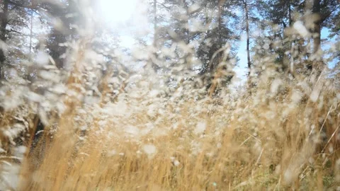 Golden dry grass glowing in bright autumn sunlight Stock Footage 344448472
